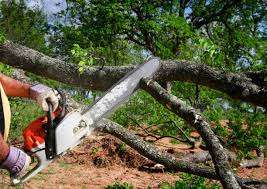 Professional Tree Care in Mount Oliver, PA
